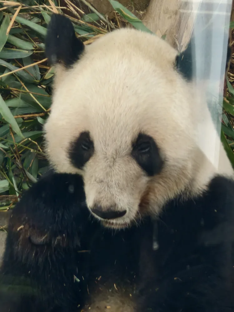 A giant panda eating bamboo at the Chengdu Panda Base